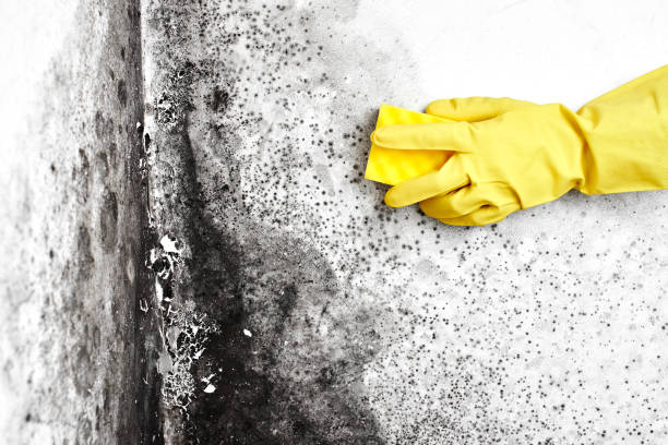 Best Emergency Mold Remediation  in Holiday, FL